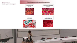 Biomécanique des écoulements sanguins