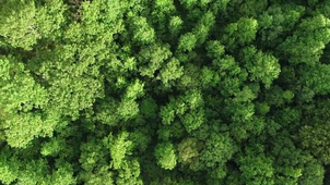 The Europe against deforestation.mov