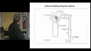 Modeling the multiscale functionality  of the (mammalian) kidney.